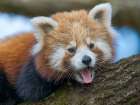 Red Panda or Lesser Panda in Hellabrunn Zoo in Munich. Germany, Munich Art Print